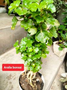 Assorted Indoor And Bonsai Plant.