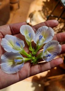 White Aparajita Seeds