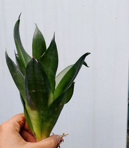 Sansevieria Hahnii Jade Green