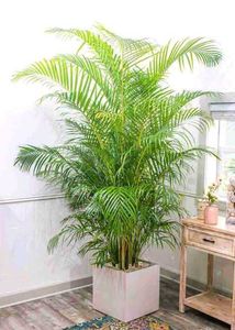 Elegant Areca Palm 💚
