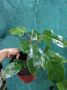 Philodendron Squamiferum Plant