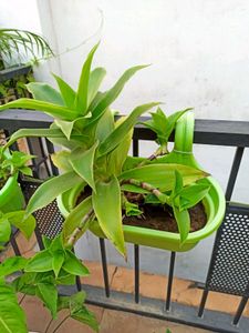 Live Basket Plant (Large, without pot)