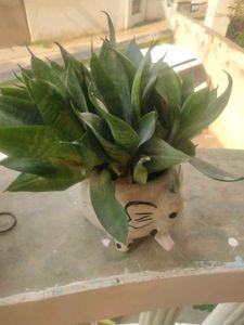 Bird Next Snak Plant With Root