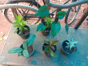 Indoor Plants