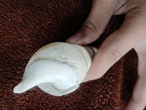 White Seashell 100/150 Year Old.