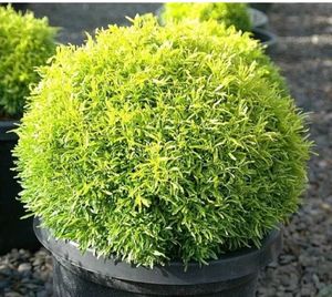 Aralia With Pot