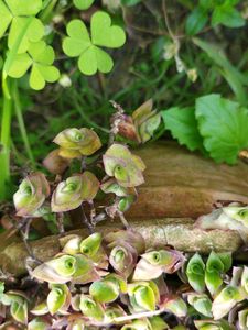 Callisia Repens Hanging Plant