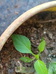 Chilli Plant Saplings, Tomato