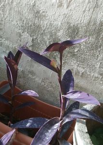 Purple Heart Plant Cuttings