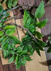 Basket Plant Cuttings - Set Of 5