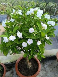 Gandharaj Flower Plant Pack Of 1