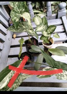 plants combo offer