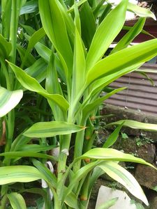 Lucky Bamboo