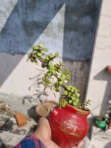 Combo Of 7 Ornamental Plants