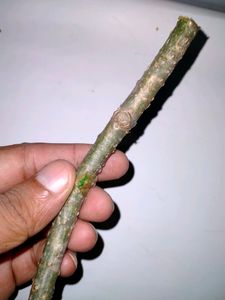 Giloy Stems