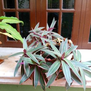 Rhoe Plant Live 🤩🤩