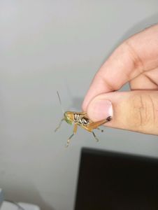 Garden pollinator Insects