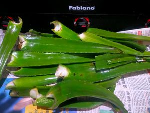 Fresh Organic Full Pulpy Aloevera Medicinal Leaf