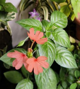 Crossandra plant