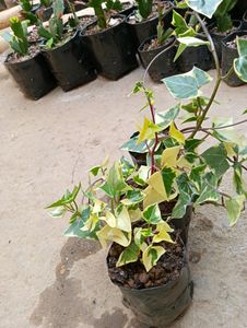 Hedera Helix