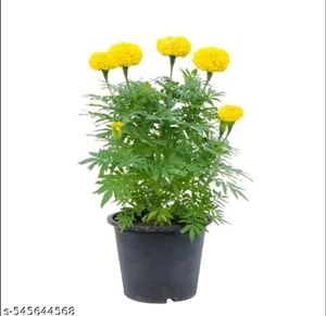 Marigold Floral Pattern