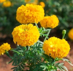 Combo Seeds For Flowers