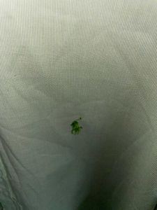 Ralph Lauren Light Green Shirt