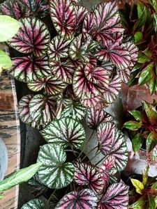 Sapling For Sale