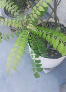 Curry Leaf Plant