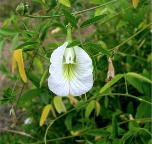 Aprajita 3 Plants Combo