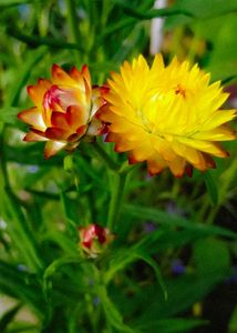 Strawflowers Seeds