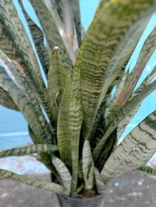 Snake Plant