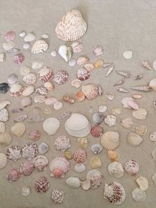 Exotic Shell Collections