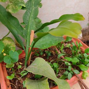 Brahma Kamal Plant🌱