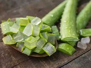 Homegrown Aloevera Plant