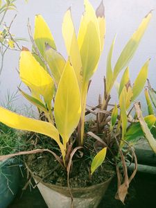 Banana Tree Small Plant With Pot
