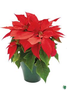 Poinsetia Plant Pack Of 1