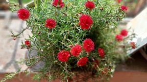 This is beautiful pink portullaca( chini gulab) cutting.get 3_5 cutting