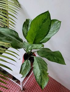 Set 2 Money &amp; Plants