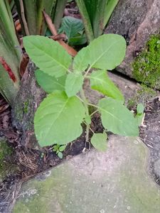 Plants Combo ( Tulsi, Elachi, Bhringraj)