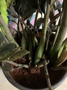 BLACK ZZ Plant