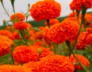 Marigold Flower ( 100 Seed)