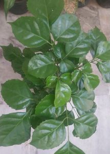 China Doll / Redermachera Plant