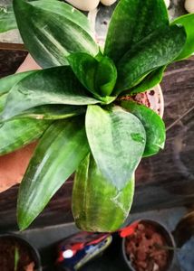 Baby/Dwarf Snake  Plant