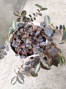 Assorted Beautiful Leaves Combo Plants