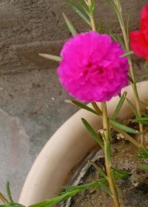 Dark Pink Portula Plant 🌺
