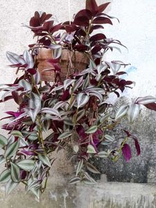 Purple-Green Wandering Jew (Tradescantia Zebrina)