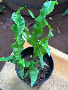 10 Live Root Plants