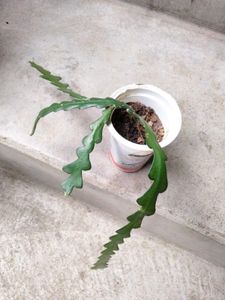 Banana ,Fishbone Cactus N Aglonema Combo