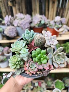 12 succulent Combo